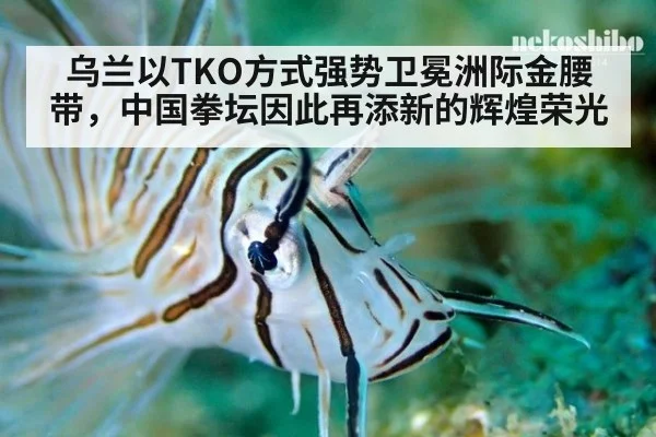 乌兰以TKO方式强势卫冕洲际金腰带,中国拳坛因此再添新的辉煌荣光